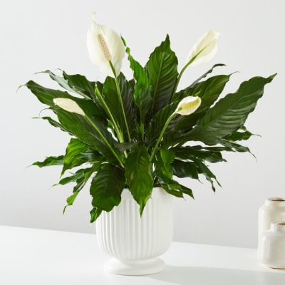Florist 85053 | 85053 Flower Delivery by Elite Flowers & Gifts Florist
