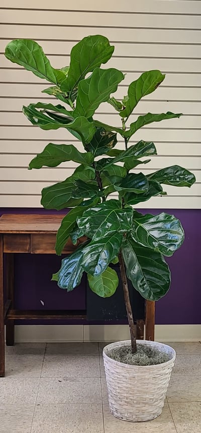 Fiddle Leaf Fig Flower Delivery Evanston IL - Prestons Florist