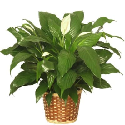 Peace Lily Plant Spathiphyllum Flower Delivery Columbus OH - Milano's  UpTowne Florist