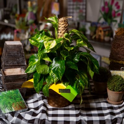 Pothos Ivy Flower Delivery Pauls Valley Oklahoma - Valley Blossom Shop