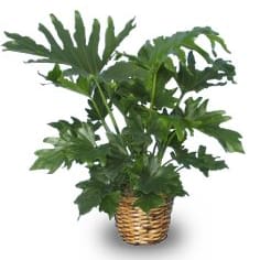 Philodendron Flower Delivery Pauls Valley Oklahoma - Valley Blossom Shop