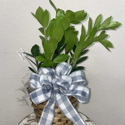 ZZ Plant Flower Delivery Pauls Valley Oklahoma - Valley Blossom Shop