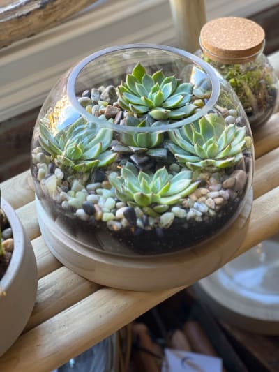 SUCCULENT TERRARIUM Flower Delivery Roslindale Massachusetts - The  Centerpiece Flower Shop