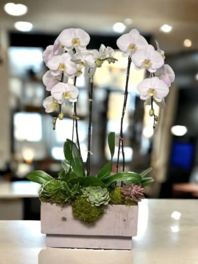 Composición de orquídeas naturales y helechos.🥰 $5,700.00 c/u Consulta por  asesoría personalizada para lograr arreglos perfectos. …