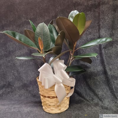 Rubber Tree in Grow Pot – Foli