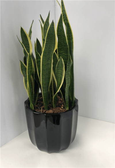 lily white plant Buy Best Quality Spider Lily White Flower Bulbs Online main image 1