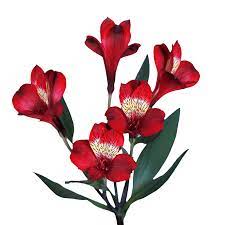Alstroemeria (Red) 10 Stem Flower Delivery Grants Pass OR - Grants
