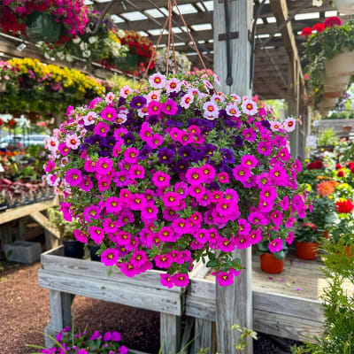 Sun Annuals Hanging Basket Flower Delivery West Chester PA