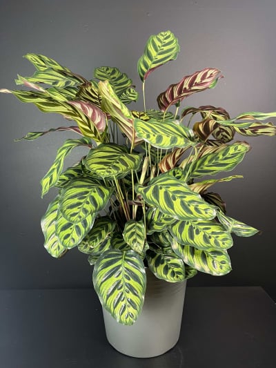 sansevieria bird nest Sansevieria Bird Nest mini