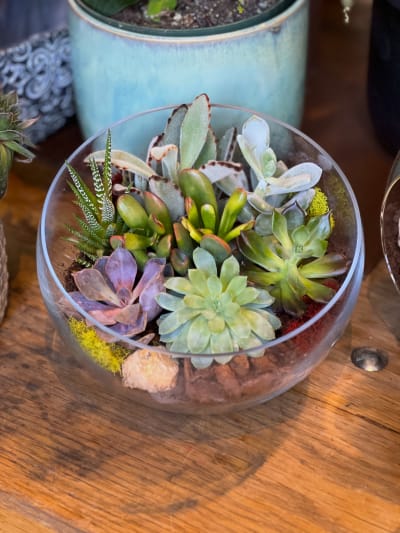 the zz plant 4