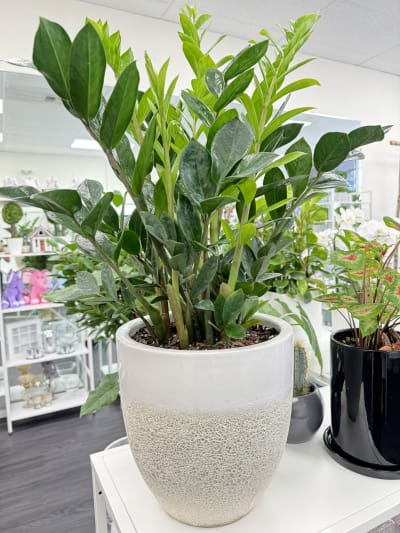 where to buy a pothos White Pothos in 14cm Pot – Buy Indoor Plant in Egypt – Kaynuna.co