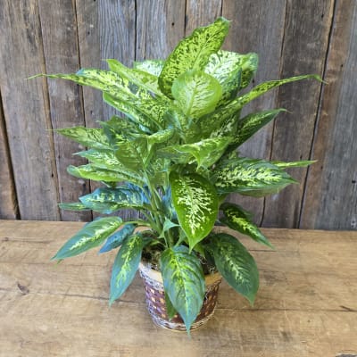 peace lily plant flower A New Leaf Peace Lily main image 0