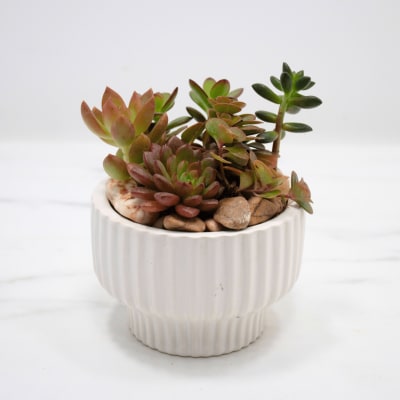 is a zz plant a succulent ZZ Plant (Zamioculcas Zamiifolia) – Low Light Easy-Care Houseplant – All  About Planties™