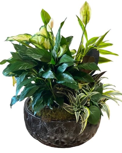 Plants Flower Delivery Midland TX - Flowerama of Midland