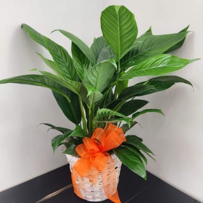 Florist 44641 | 44641 Flower Delivery by Seifert's Flower Mill Florist