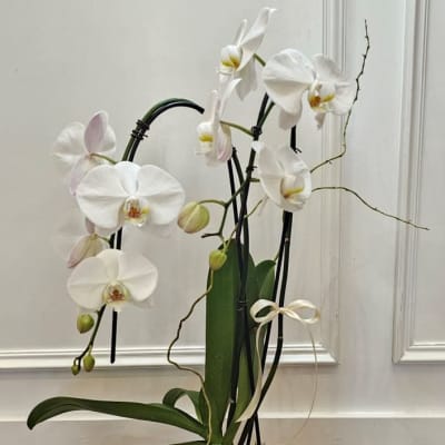 Flower Delivery to Northwood Park Funeral Home & Cemetery Funeral