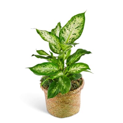 60cm plant pot Buy Extra Large Round Garden Plant Pots 60cm – Plastic Box Shop