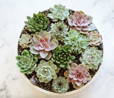 Succulent Dish Garden
