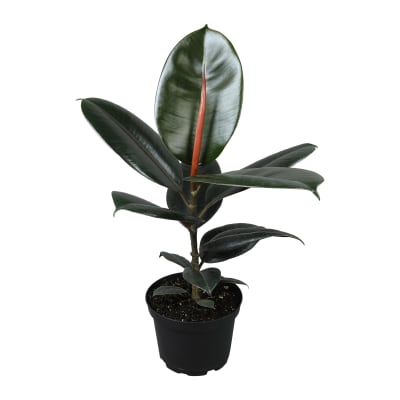 Rubber Tree Flower Delivery Wake Forest NC - Heritage Flowers