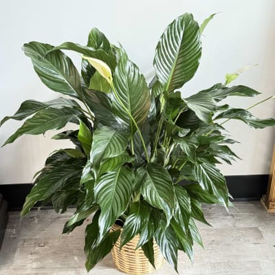 sansevieria aubrytiana Snake 