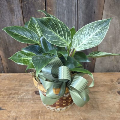Philodendron Birkin