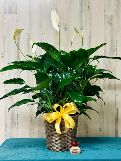 Flower Delivery to Alterra Sterling House, Belleview, Florida