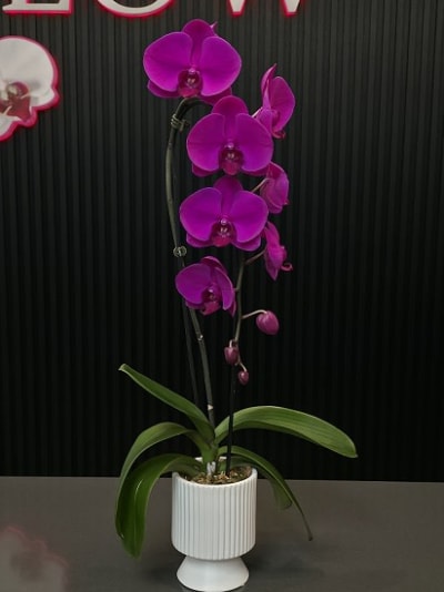 Orchids and Tropical Plants Flowers Toronto ON
