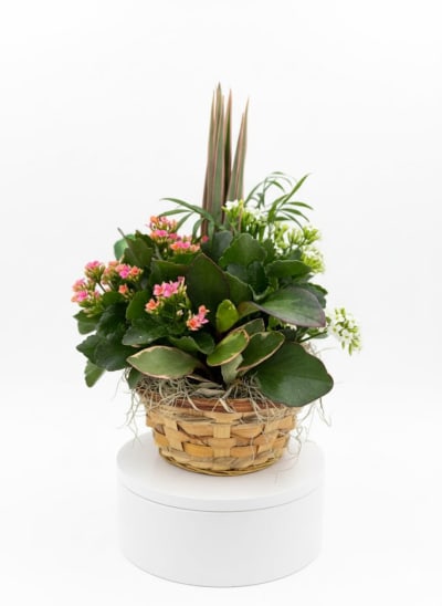 Plants