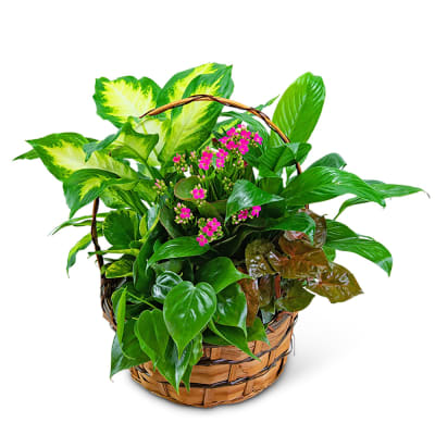 Florist 68147 | 68147 Flower Delivery by Flowerama On Pacific Florist