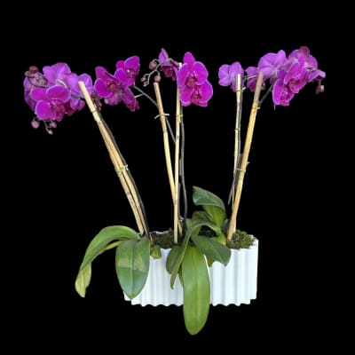 Florist 49509 | 49509 Flower Delivery by Daylily Floral Cascade