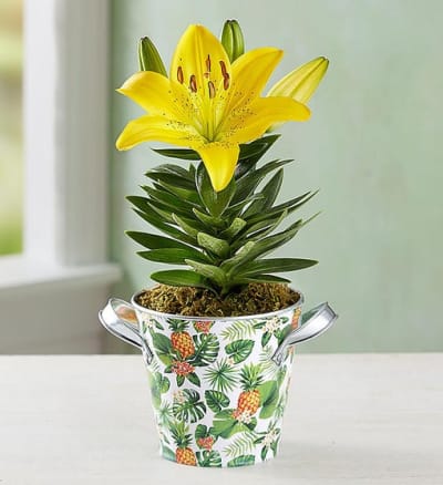 Tropical Blooming Lily Flower Delivery Toronto ON - Flowers of the World