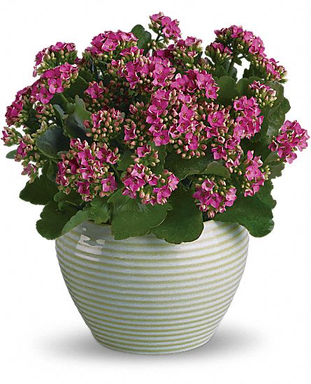Flower Delivery to Southlake Regional Health 905-895-4521 Flower Delivery to Southlake Regional Health 905-895-4521