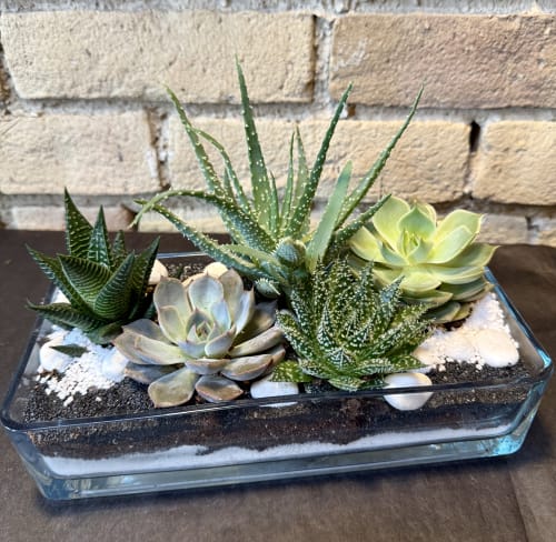 Succulent Garden in Glass