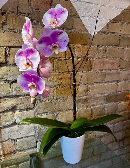 Cascading Purple Panda Orchid in a White Ceramic Pot