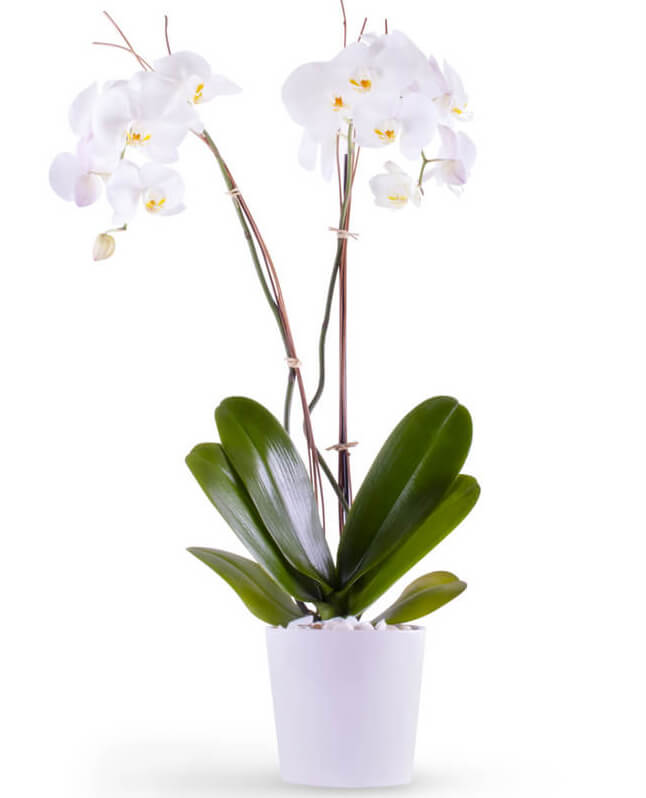 White Phalaenopsis Orchids