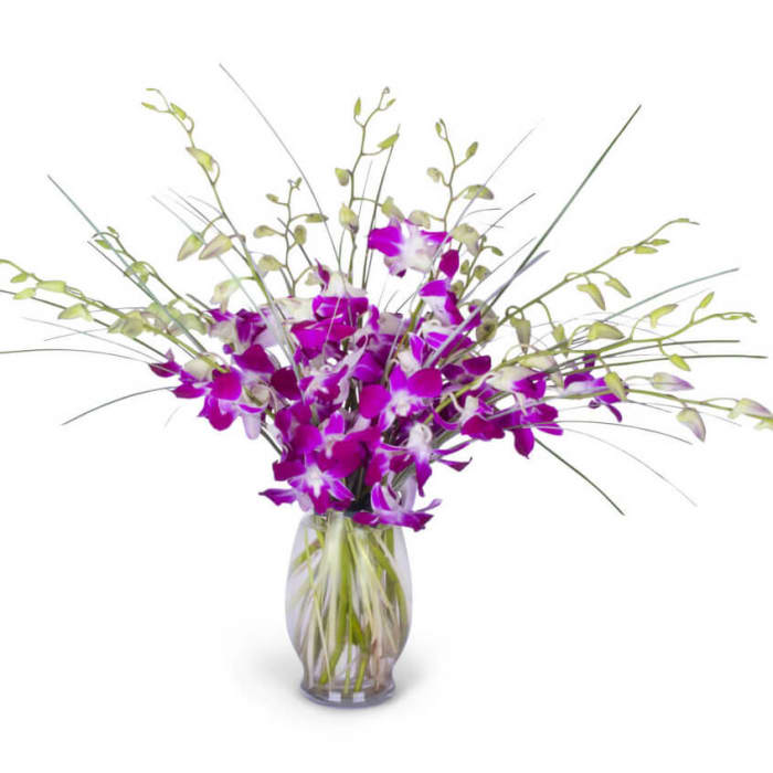 Exotic Orchids