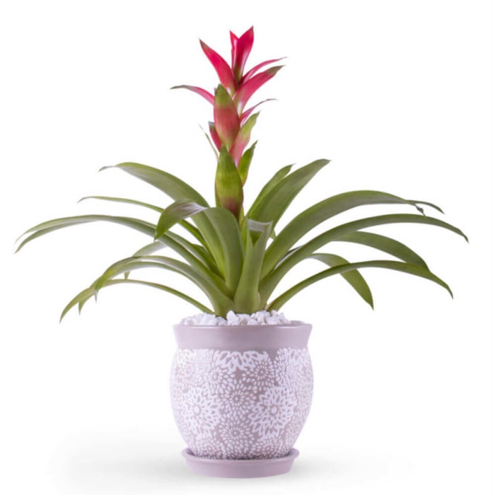 Bromeliads Plants Moon005