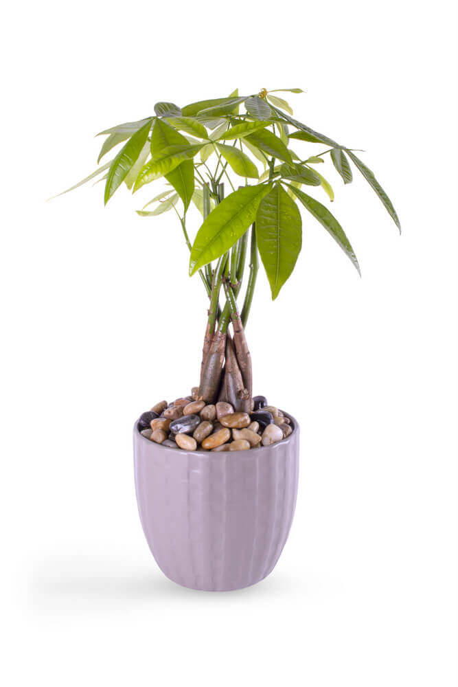 Money Tree