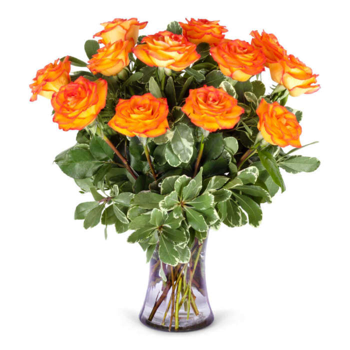 Orange Roses