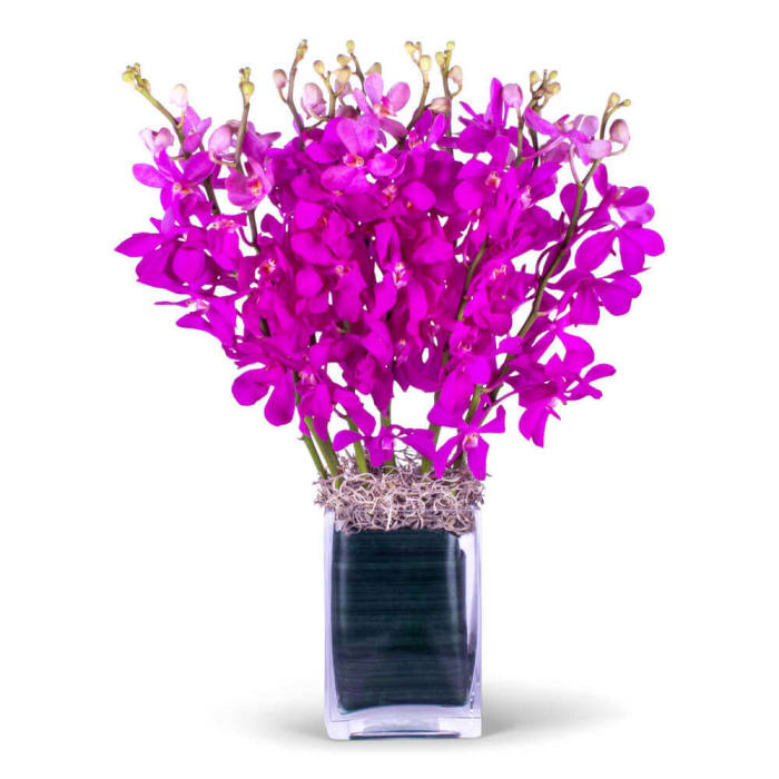 Purple Mokara Orchids