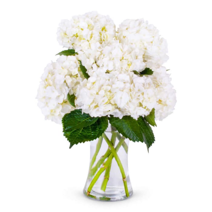Hydrangea Arrangement