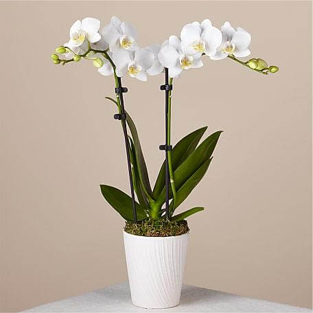 EXOTIC PHALAENOPSIS ORCHID