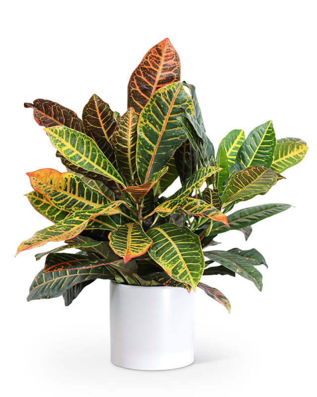 Croton  Petra  Plant