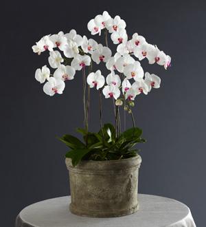 The Today, Tomorrow, Forever White Orchid Arrangement