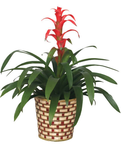 TROPICAL BROMELIAD PLANT
GUZMANIA LINGULATA MAJOR