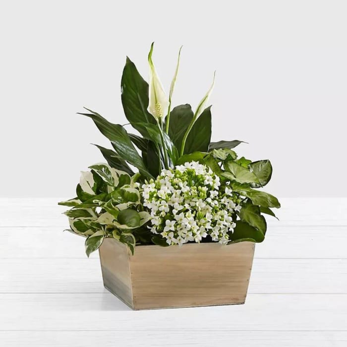 Dishgarden w/ Peace Lily & White Kalanchoe