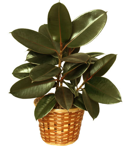 RUBBER PLANT BASKET
FICUS ELASTICA