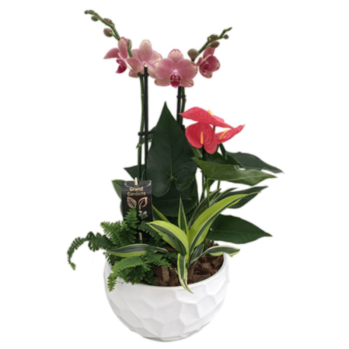 Orchid Planter