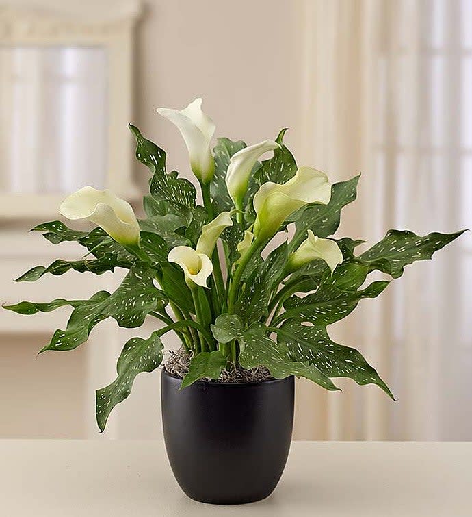 Sophisticated White Calla Lily
