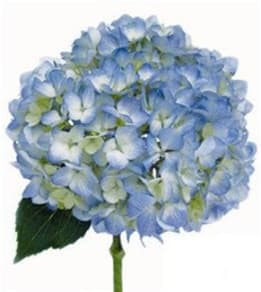 Loose Stem Blue Hydrangea